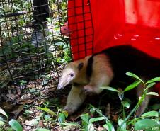 Foto de tamanduá sendo devolvido à natureza