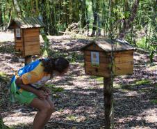 Foto de colmeia do Poliniza Paraná