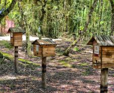 Foto de colmeia do Poliniza Paraná