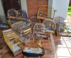 IAT apreendeu cativeiro com 33 aves irregulares em Paranavaí, no Noroeste do Paraná