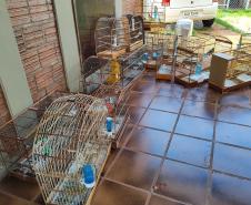 IAT apreendeu cativeiro com 33 aves irregulares em Paranavaí, no Noroeste do Paraná