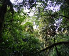 Estado atualiza procedimentos do ICMS Ecológico; 59% das cidades recebem o benefício