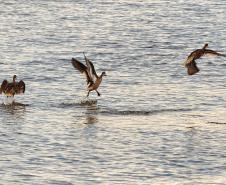 Foto de pássaros avistados durante o passarinhar