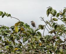 Foto de pássaros avistados durante o passarinhar
