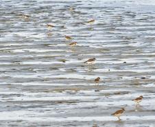 Foto de pássaros avistados durante o passarinhar