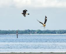 Foto de pássaros avistados durante o passarinhar