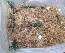 LAGARTO