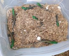 LAGARTO