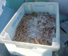 Fotos de camarões pescados