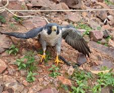 FALCÃO RESGATADO 