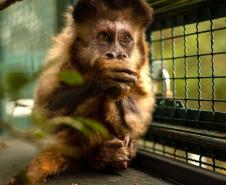 NAIL_MONKEYS