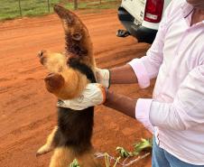 resgate tamandua