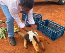 resgate tamandua