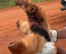 resgate tamandua