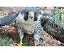 FALCÃO RESGATADO 