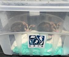 GAMBÁS RESGATADOS
