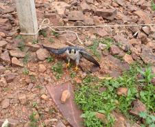 FALCÃO RESGATADO 