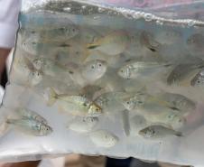 Foto de autoridades e crianças durante soltura de peixes