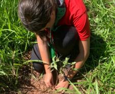 Semana do Meio Ambiente terá araucária de 700 anos, limpeza de rios e proteção da fauna