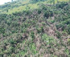vIAT identificou 478 hectares de área de vegetação danificada por fogo em quatro fazendas de Ribeirão Claro, no Norte Pioneiro