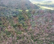 vIAT identificou 478 hectares de área de vegetação danificada por fogo em quatro fazendas de Ribeirão Claro, no Norte Pioneiro