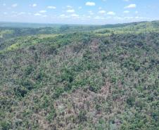 vIAT identificou 478 hectares de área de vegetação danificada por fogo em quatro fazendas de Ribeirão Claro, no Norte Pioneiro