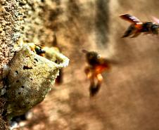 Foto de abelhas do Poliniza Paraná