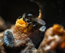 Foto de abelhas do Poliniza Paraná