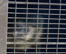 Foto de macacos passando por avaliação médica
