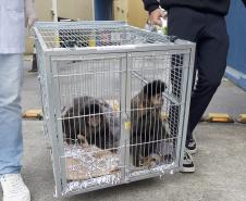 Foto de macacos passando por avaliação médica