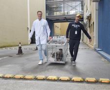 Foto de macacos passando por avaliação médica