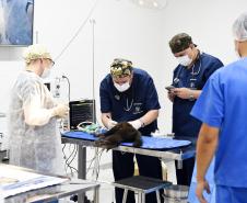 Foto de macacos passando por avaliação médica