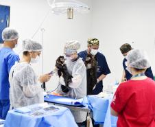 Foto de macacos passando por avaliação médica