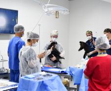 Foto de macacos passando por avaliação médica