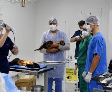 Foto de macacos passando por avaliação médica