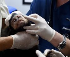 Foto de macacos passando por avaliação médica