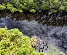 Semana do Meio Ambiente terá araucária de 700 anos, limpeza de rios e proteção da fauna