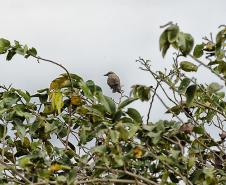 Projeto Passarinhar Paraná