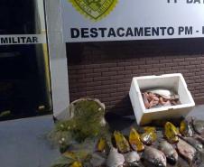 Foto de peixes apreendidos em operação