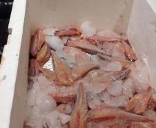 Foto de peixes apreendidos em operação