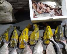 Foto de peixes apreendidos em operação
