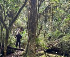 Foto de paisagem do Pico Paraná