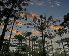 Semana do Meio Ambiente terá araucária de 700 anos, limpeza de rios e proteção da fauna