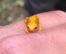 Foto de sapo só encontrado no Paraná