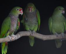 Foto de papagaios