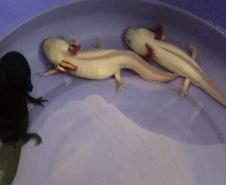 Foto de axolote resgatado