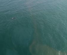 Foto aérea de golfinhos no mar