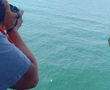 Foto aérea de golfinhos no mar