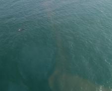 Foto aérea de golfinhos no mar