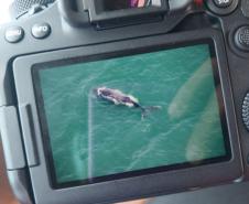 Foto aérea de golfinhos no mar